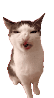 Cat Animation
